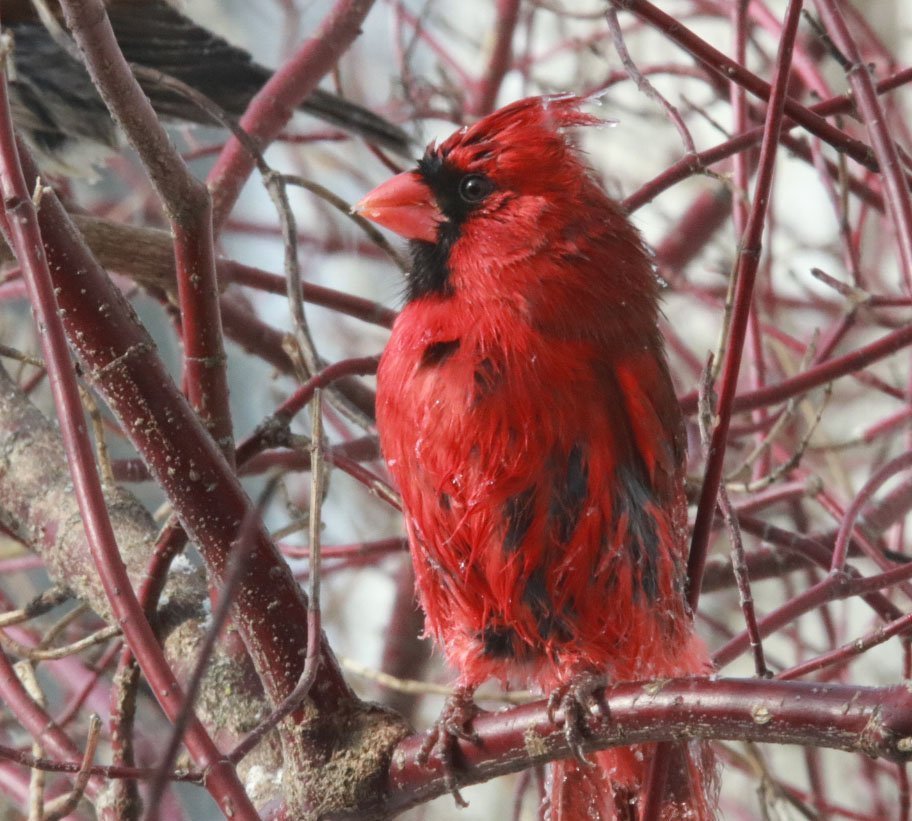 Chilled Cardinal