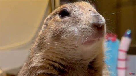 When prairie dogs wahoo!