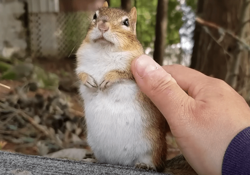 Welcoming a chipmunk to your home