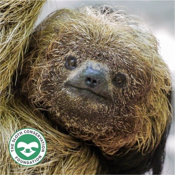 The Elusive Maned Sloths of Brazil