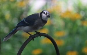 blue jay