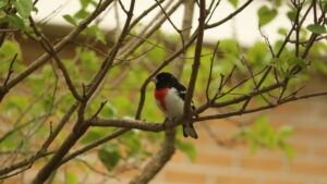 grosbeak