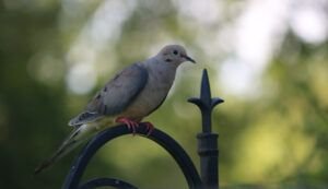 mourning dove