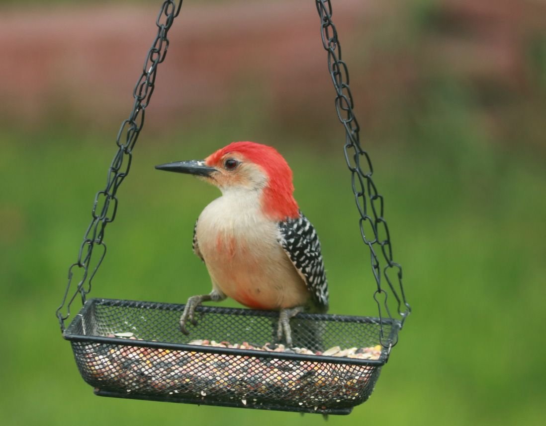 Join the Christmas Bird Count