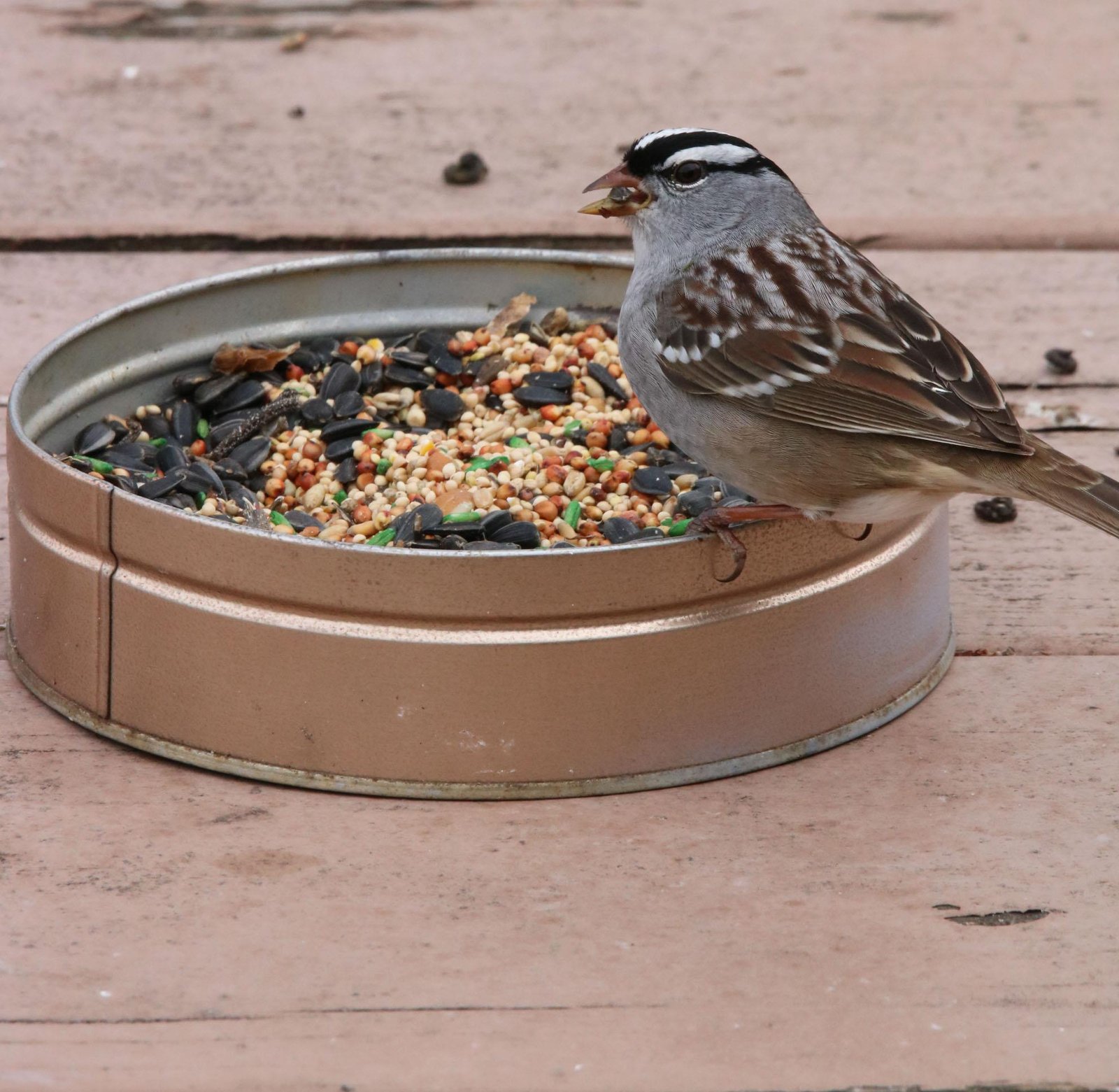 Backyard Birding with Me