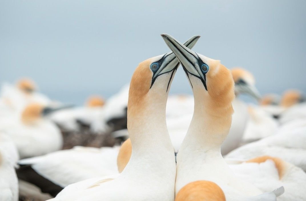 Living Bird – All About Birds