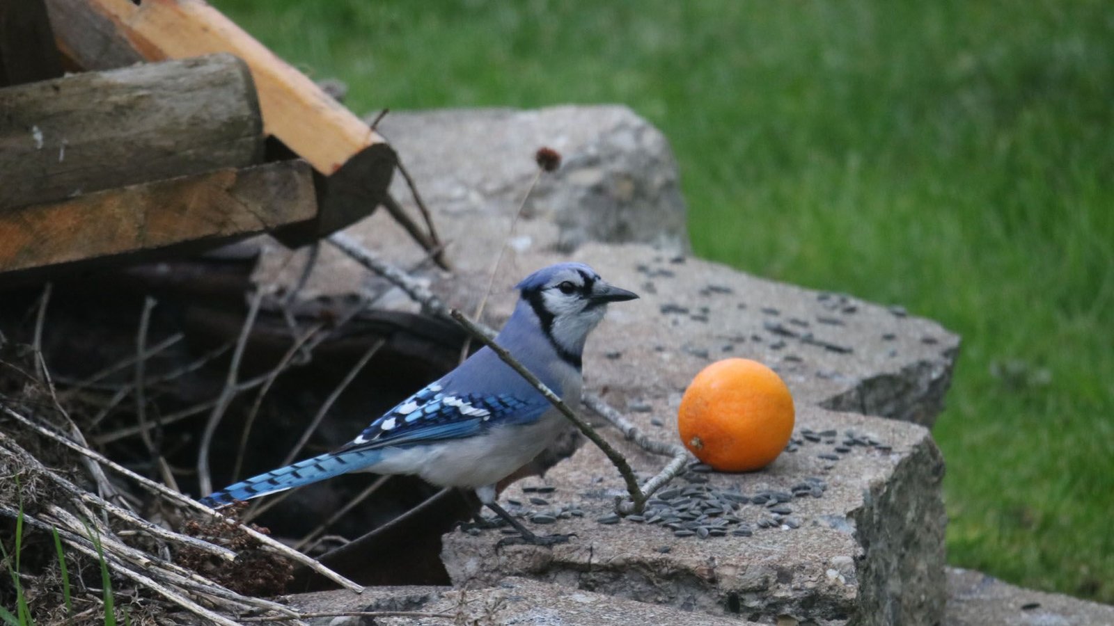 May 6th backyard birds