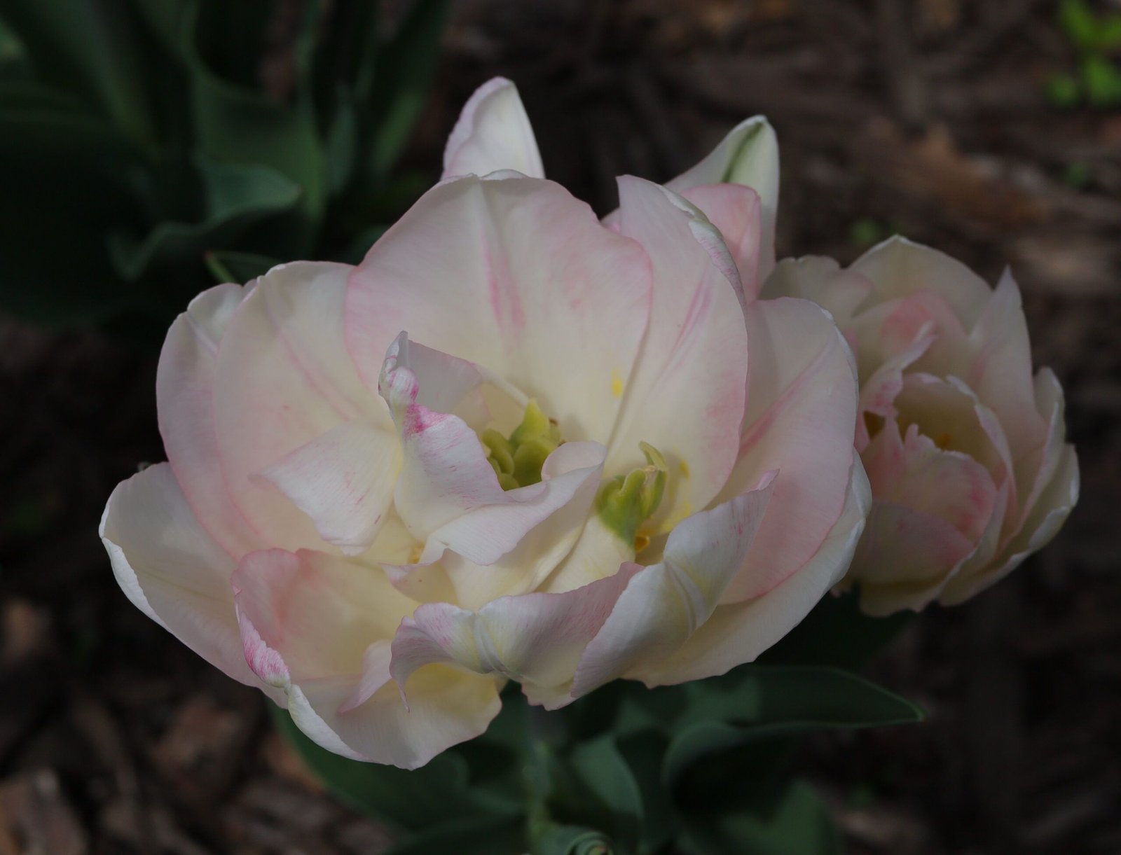 M is for Macro