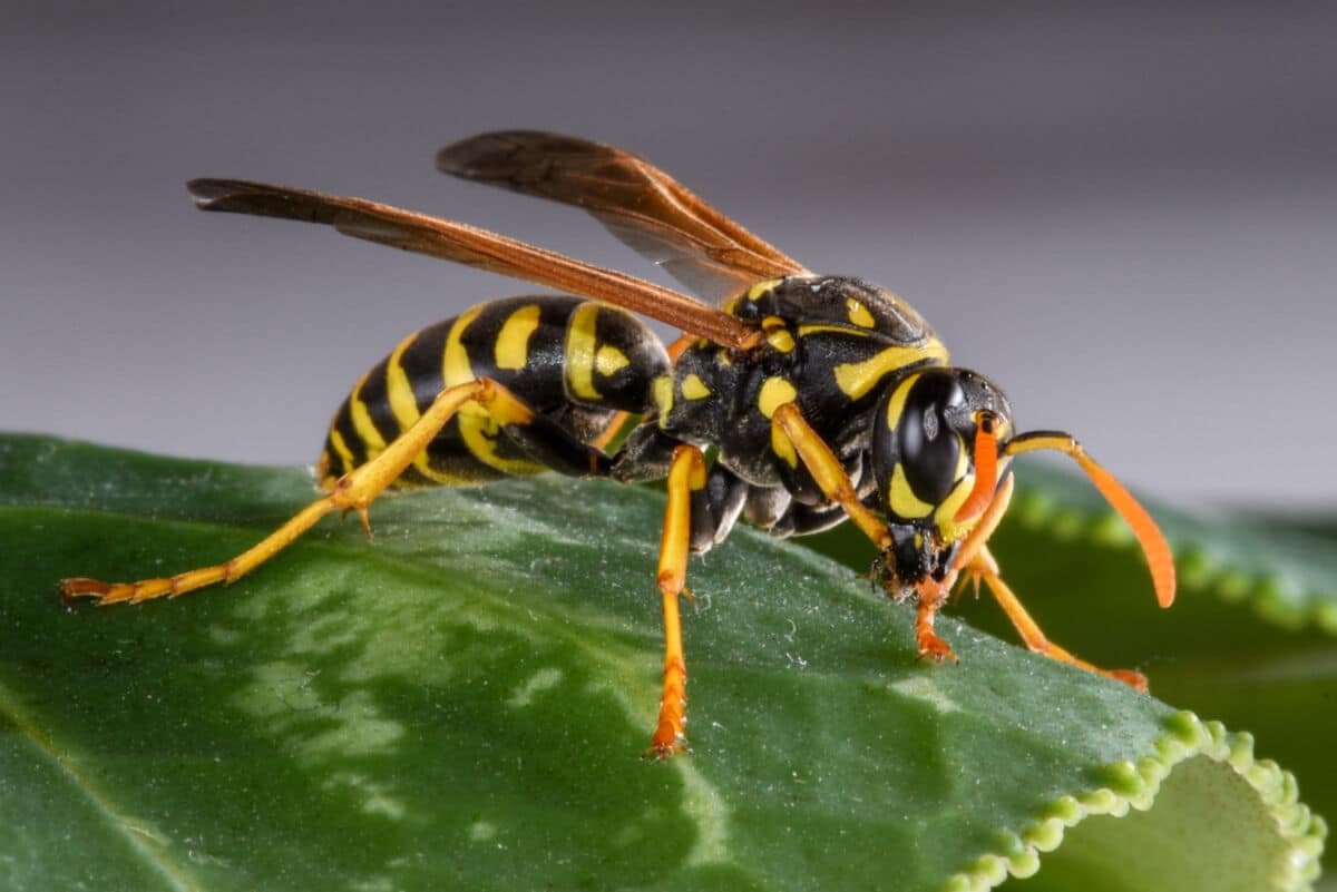 What’s the buzz?