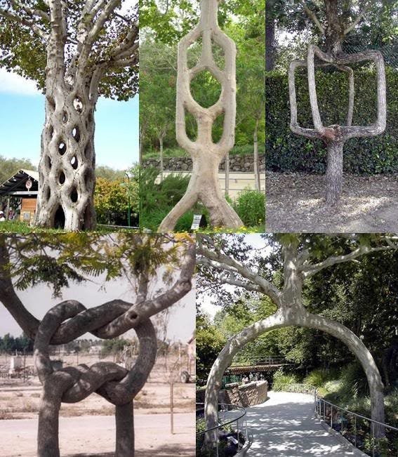 Inosculation – the natural joining of two trees
