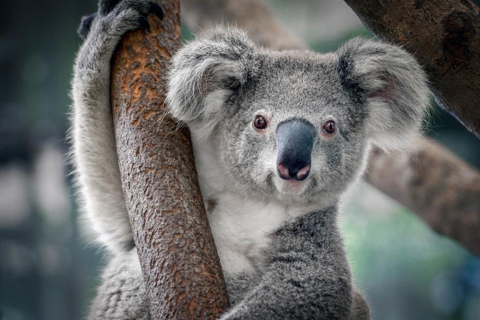 An animal left behind by evolution?