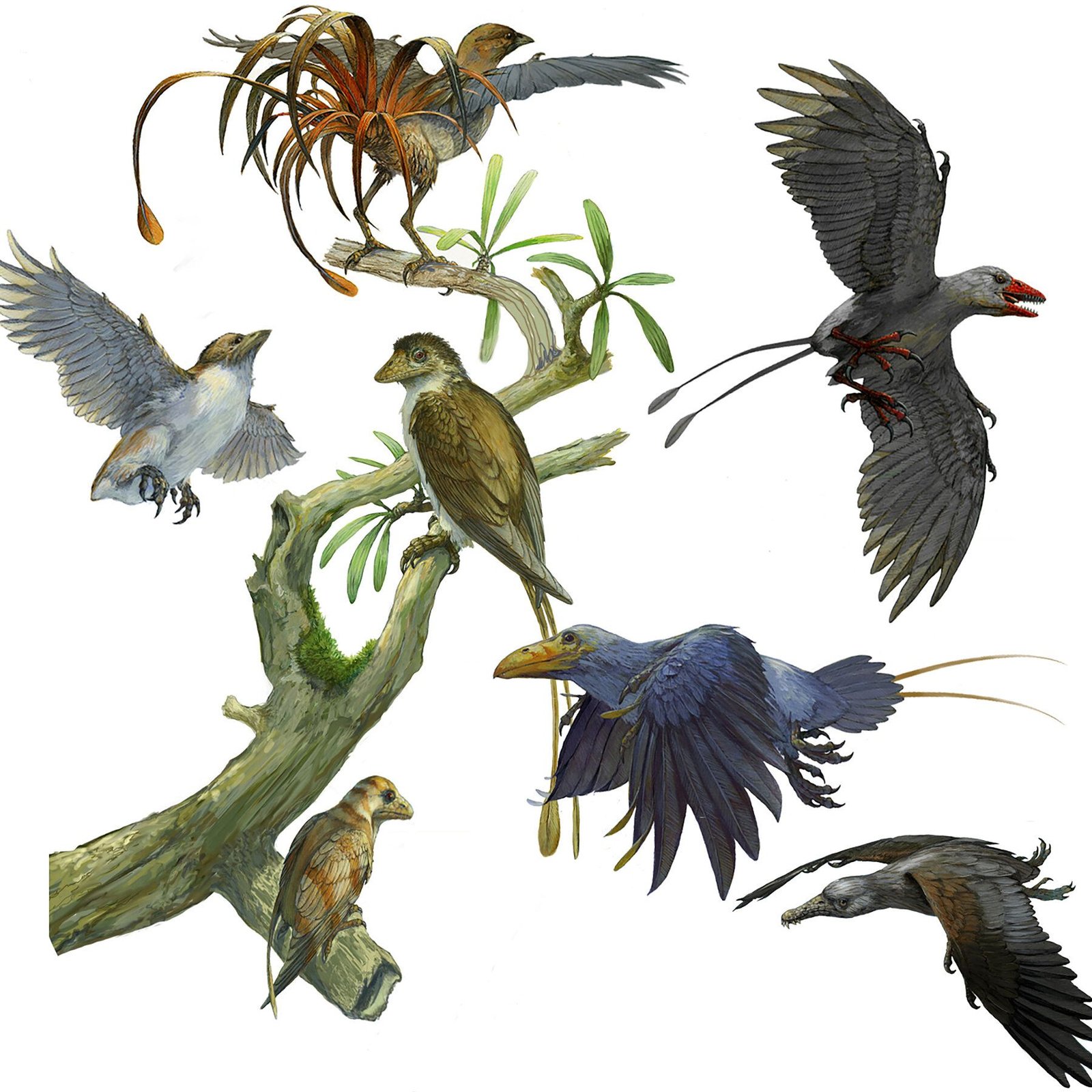 The Tree of Avian Evolution